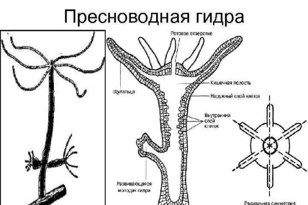 Кракен клирнет