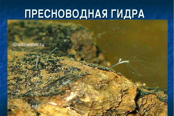 Кракен зеркало на сегодня
